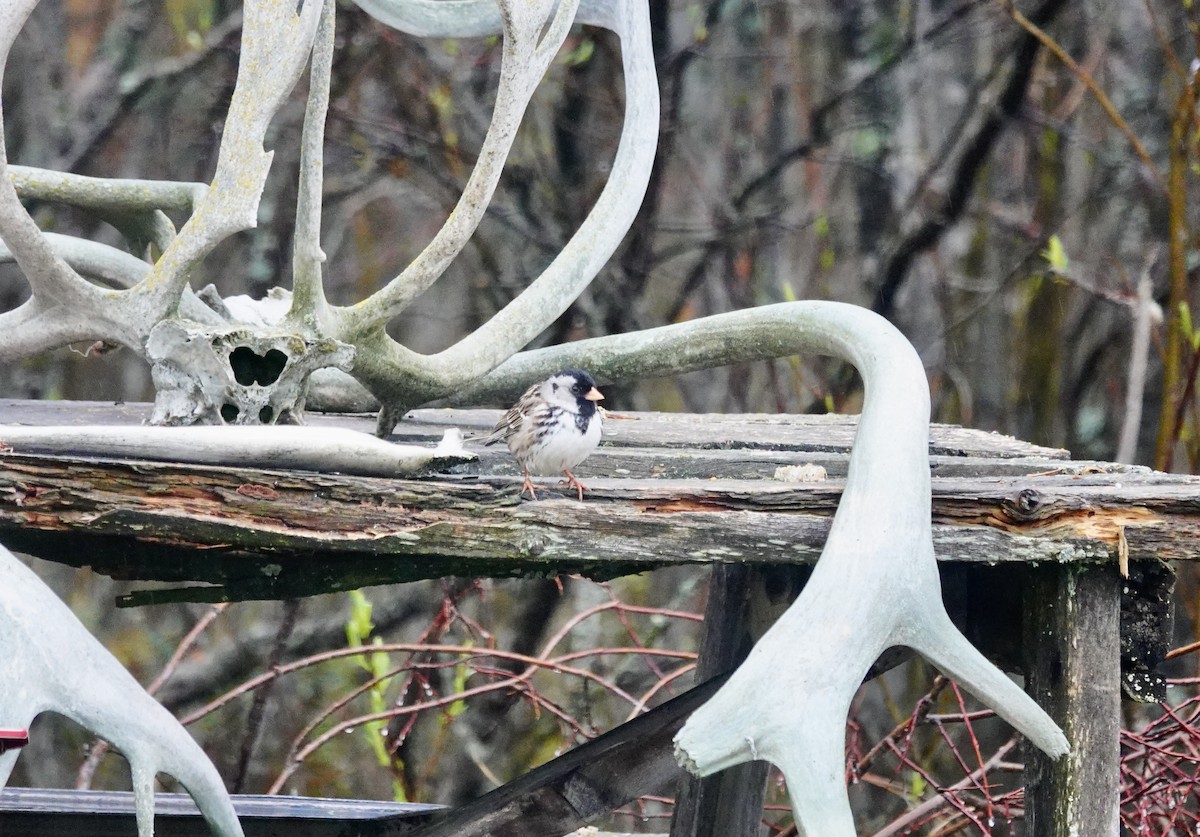 Harris's Sparrow - ML637723595