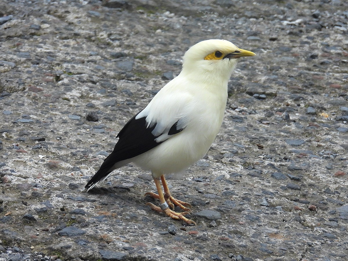 Black-winged Myna - ML637723599