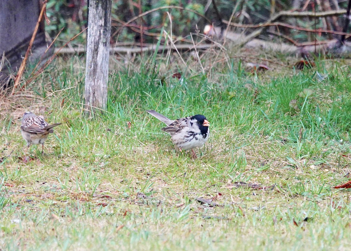 Harris's Sparrow - ML637723610