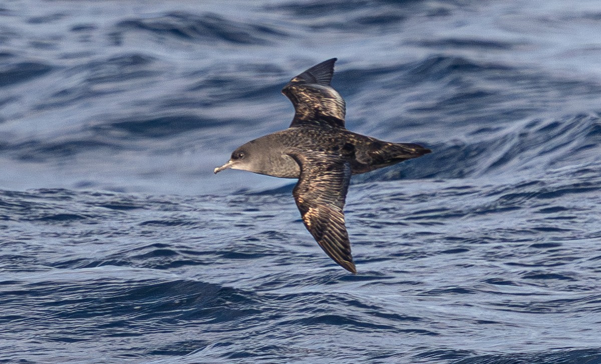 Short-tailed Shearwater - ML637723625