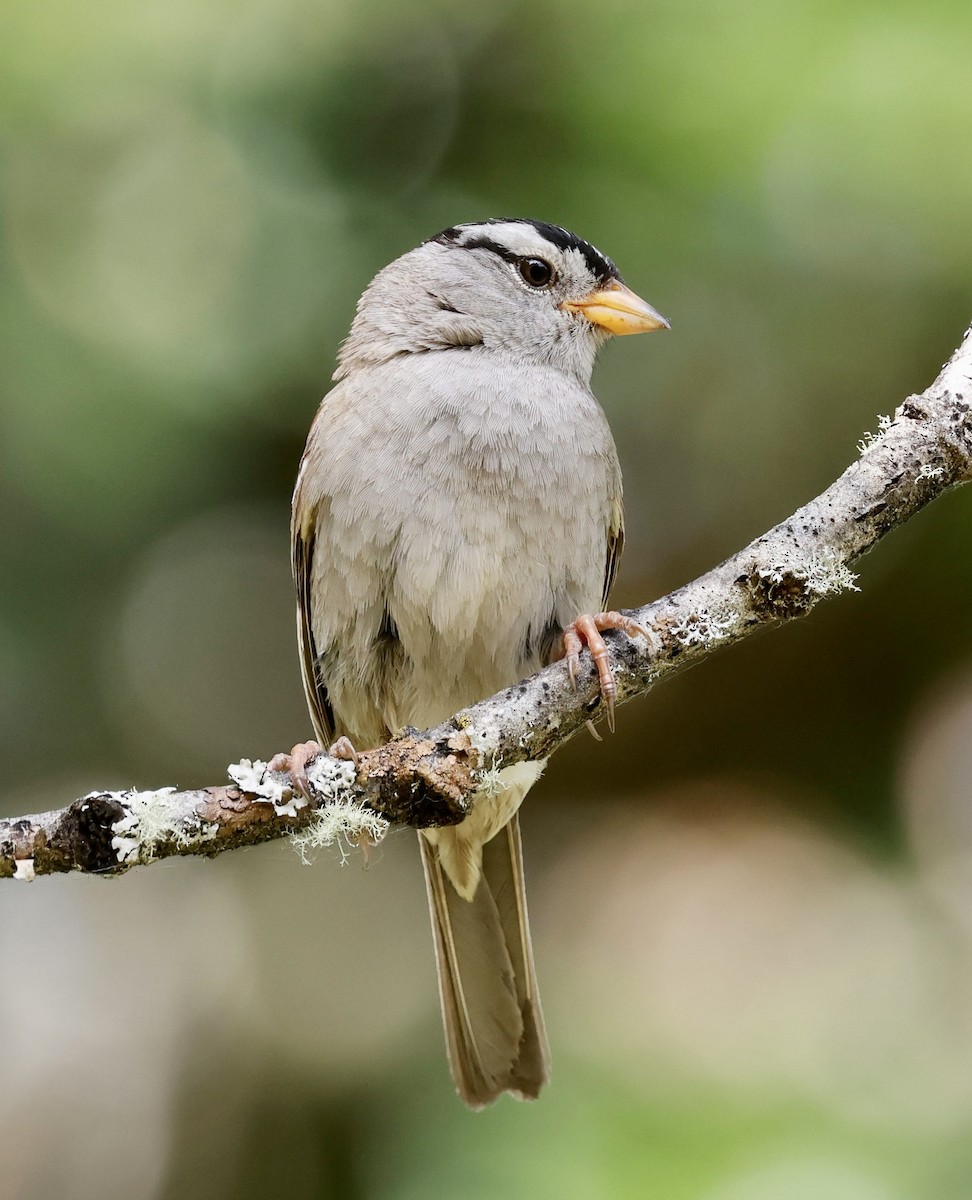 White-crowned Sparrow (pugetensis) - ML637723672