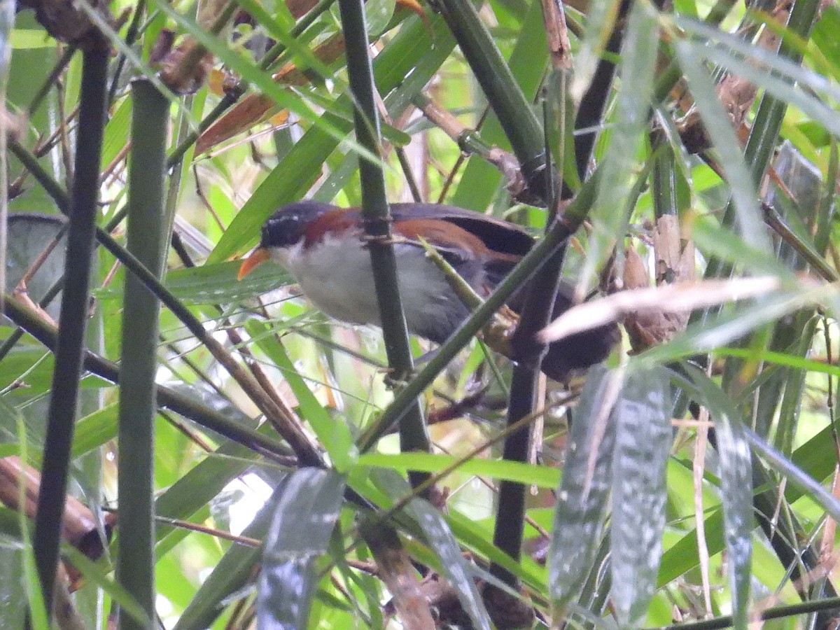 Javan Scimitar-Babbler - ML637723679