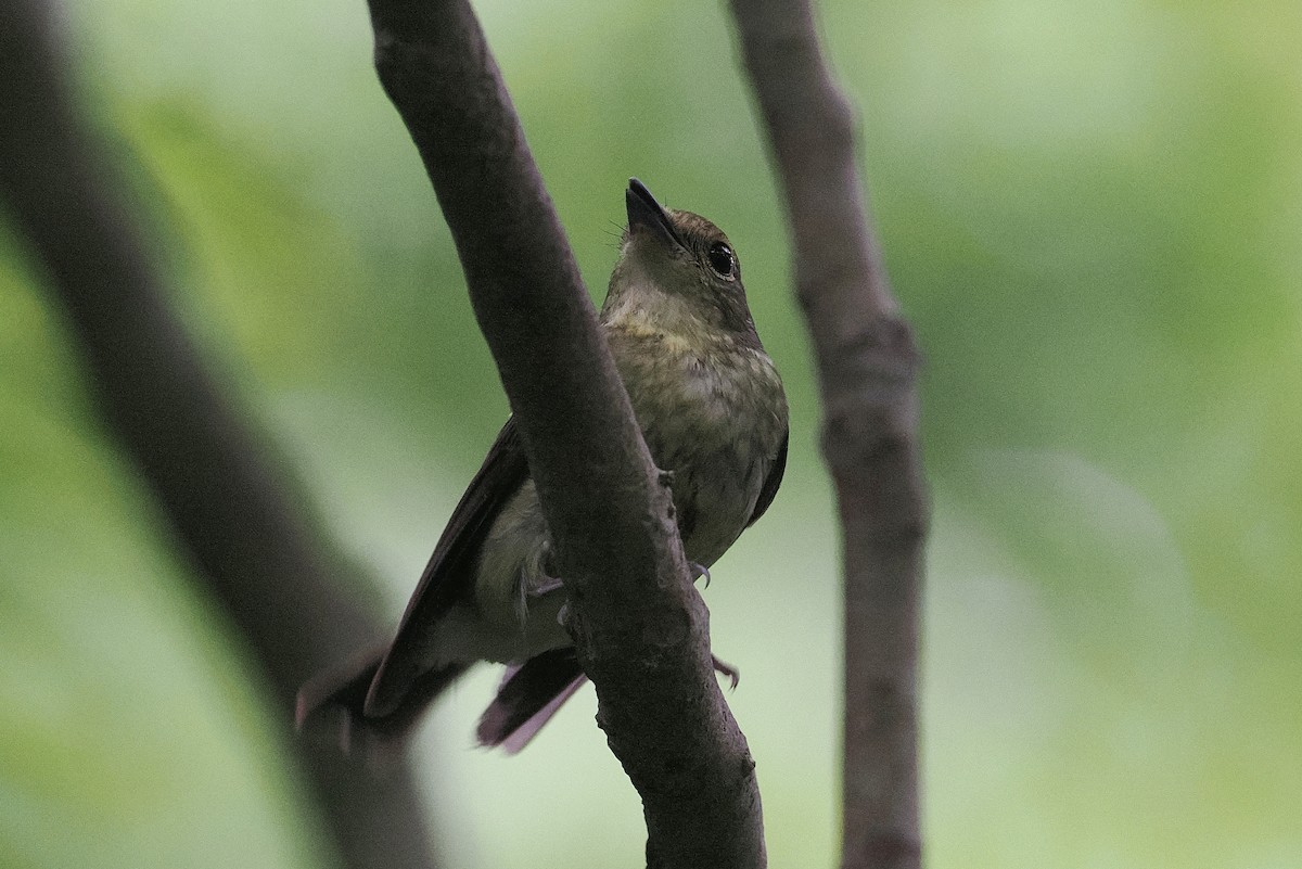 Ryukyu Flycatcher - ML637723740