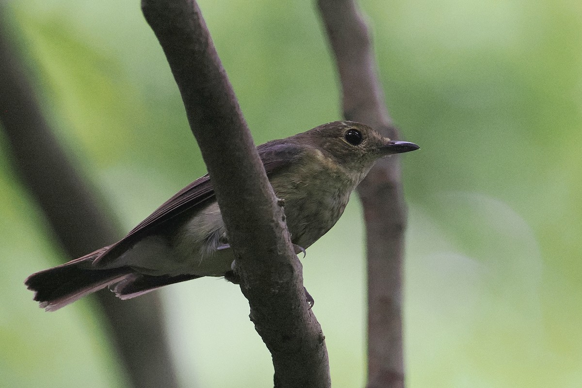 Ryukyu Flycatcher - ML637723741