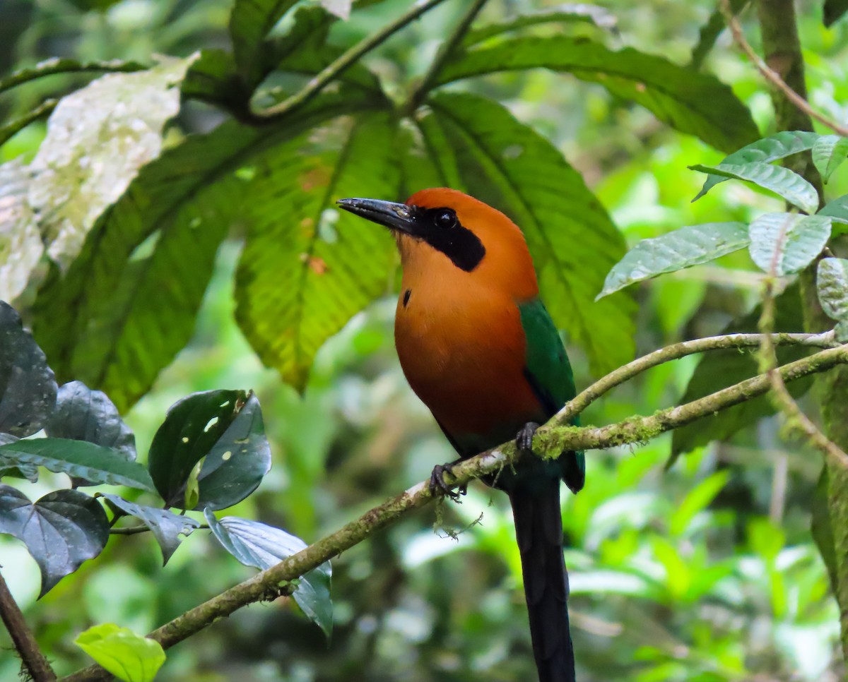 Rufous Motmot - ML637723761