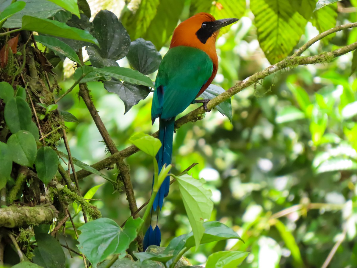 Rufous Motmot - ML637723762