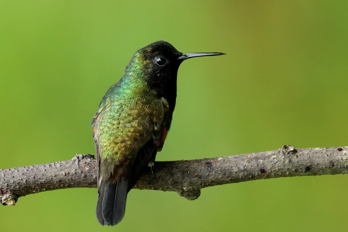 Black-bellied Hummingbird - ML637723797