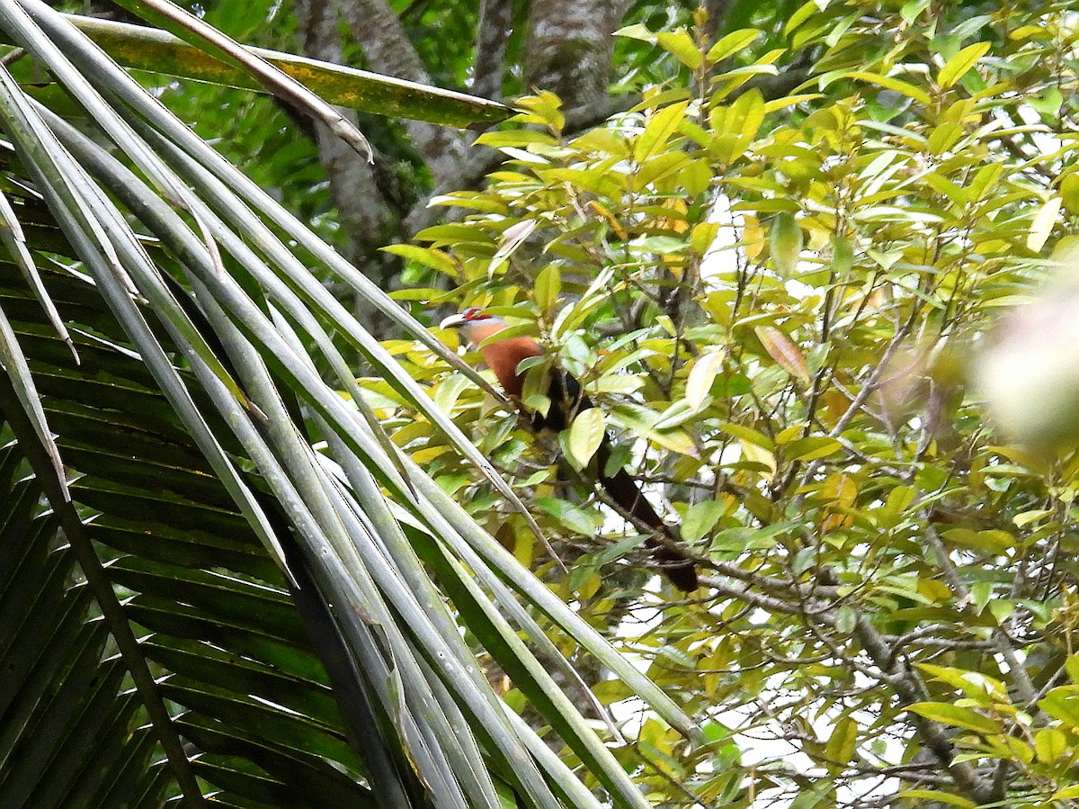 Chestnut-breasted Malkoha - ML637723846