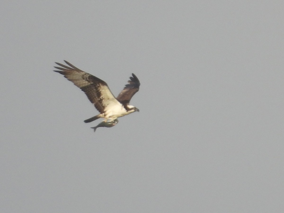 Falco pescatore - ML637723880