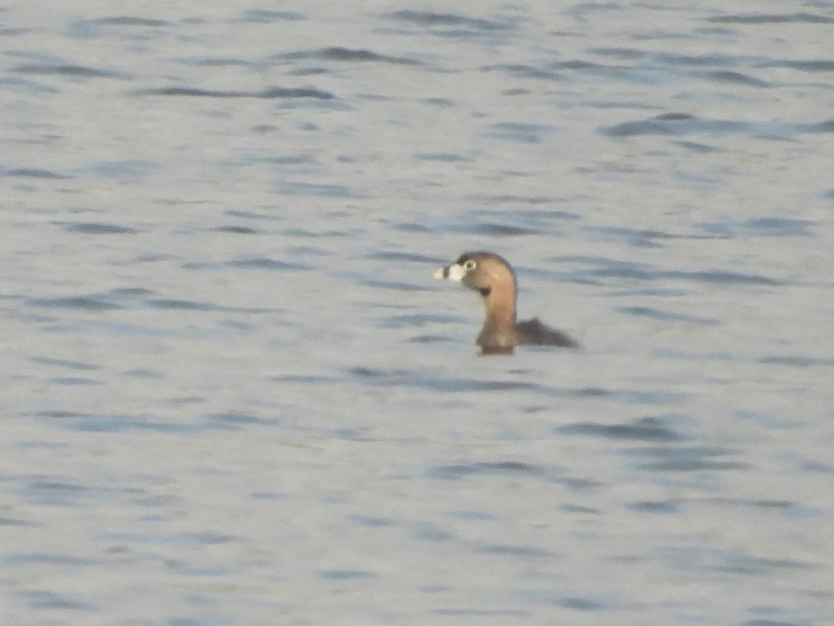 Pied-billed Grebe - ML637723922