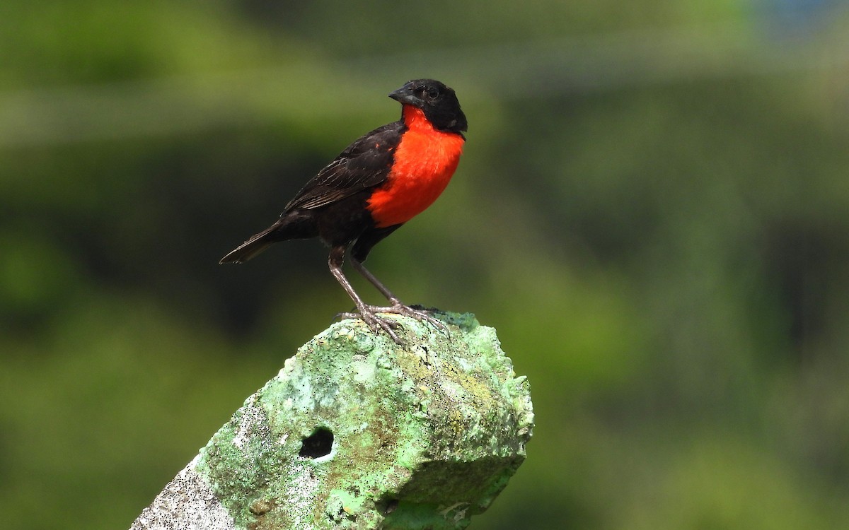 Red-breasted Meadowlark - ML637723943