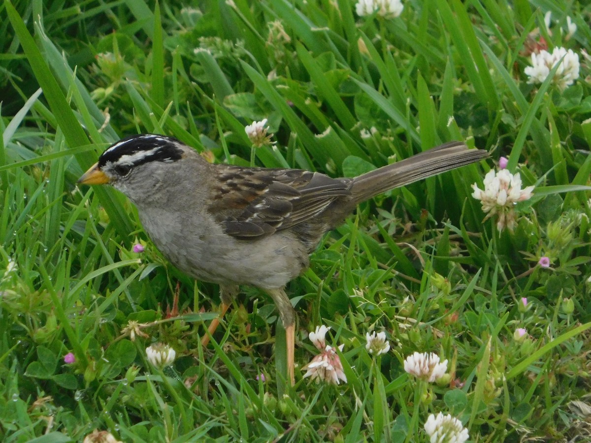White-crowned Sparrow (nuttalli) - ML637723949