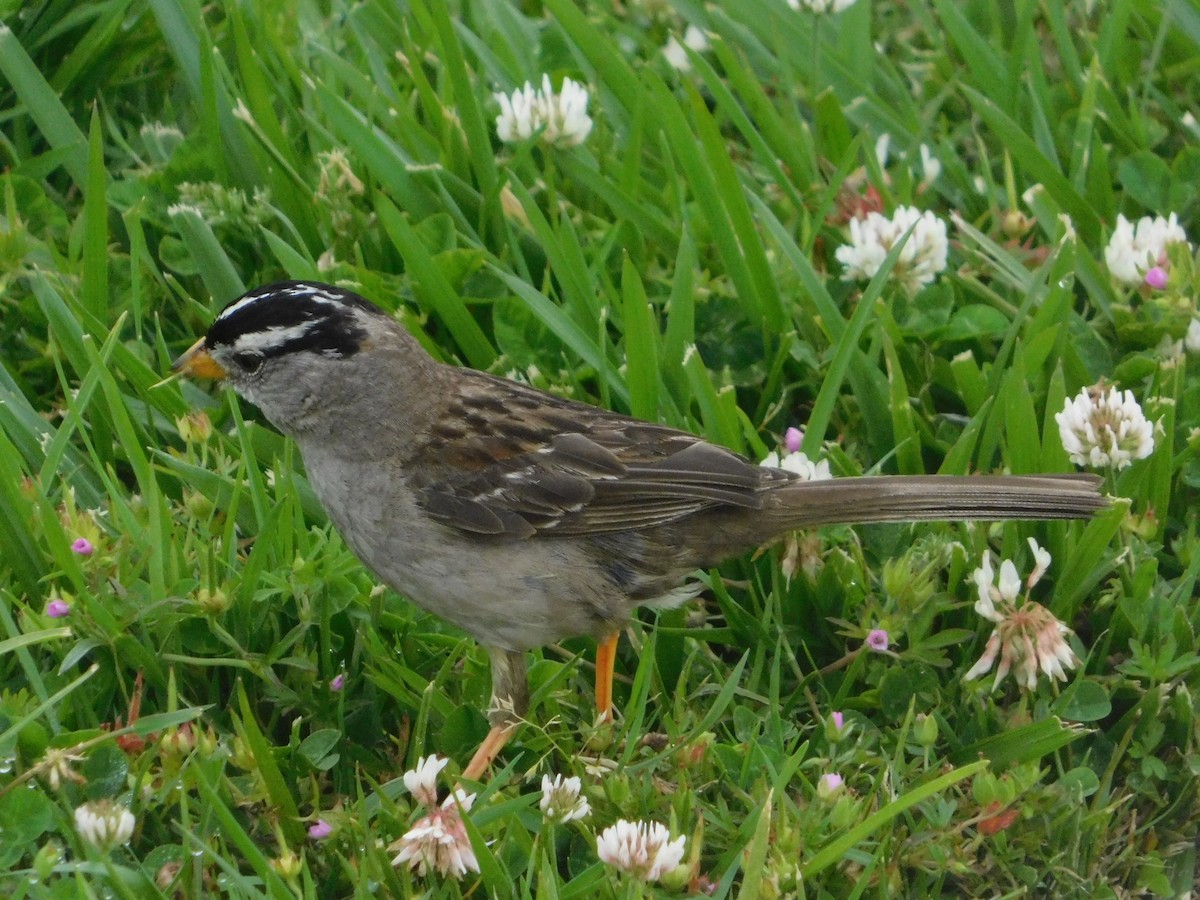 White-crowned Sparrow (nuttalli) - ML637723952
