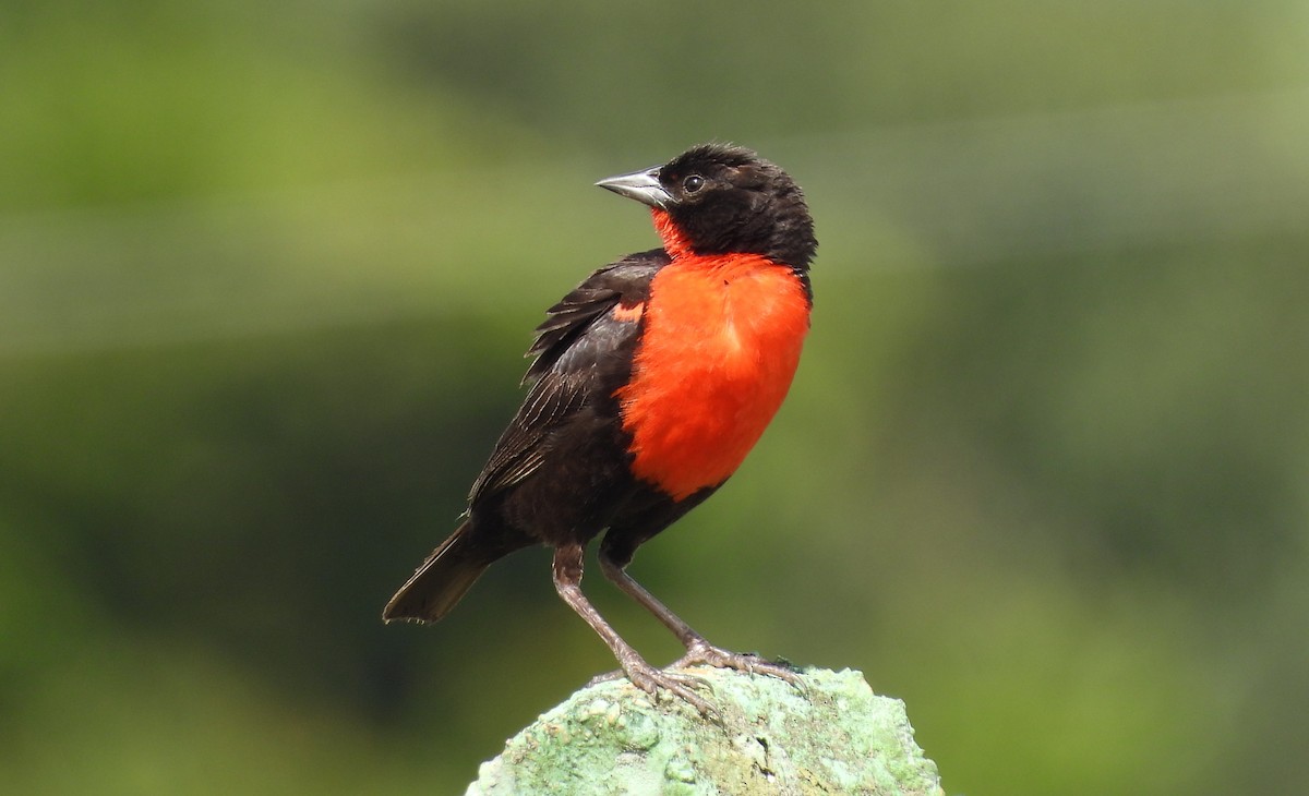 Red-breasted Meadowlark - ML637723953