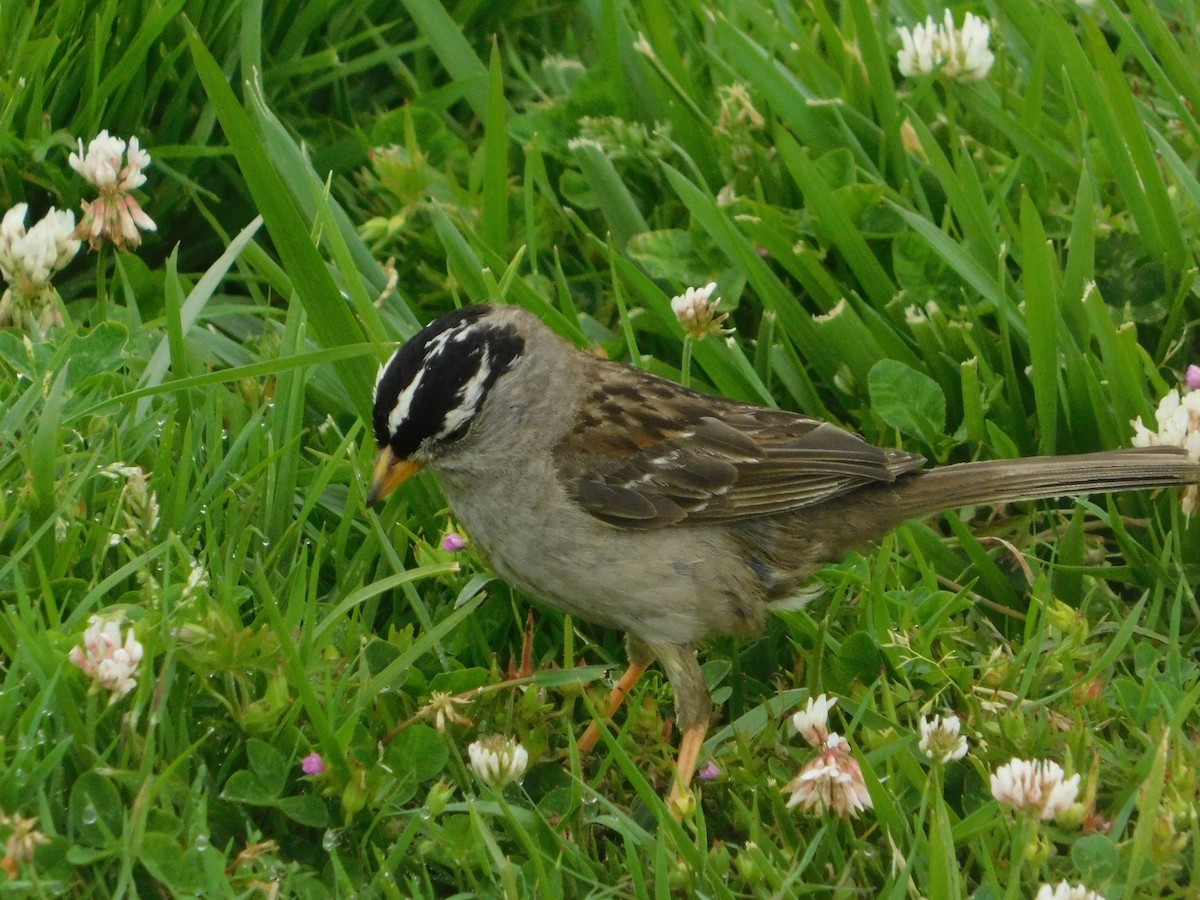 White-crowned Sparrow (nuttalli) - ML637723954