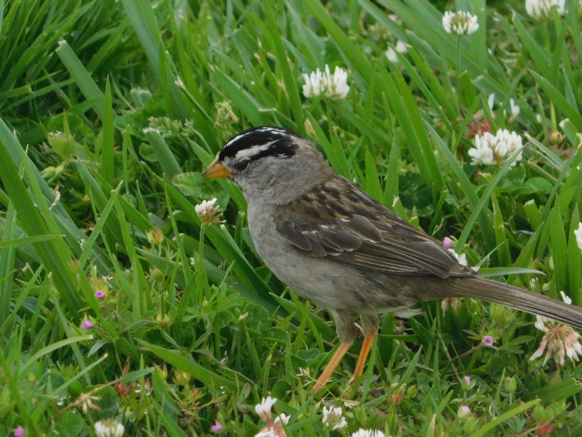 White-crowned Sparrow (nuttalli) - ML637723956