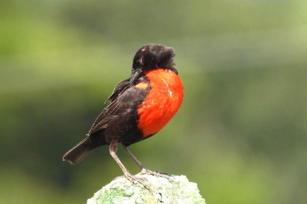 Red-breasted Meadowlark - ML637723960
