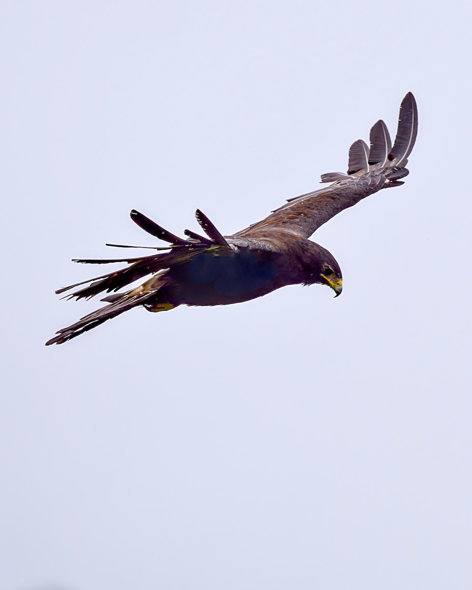 Black Eagle - ML637723980