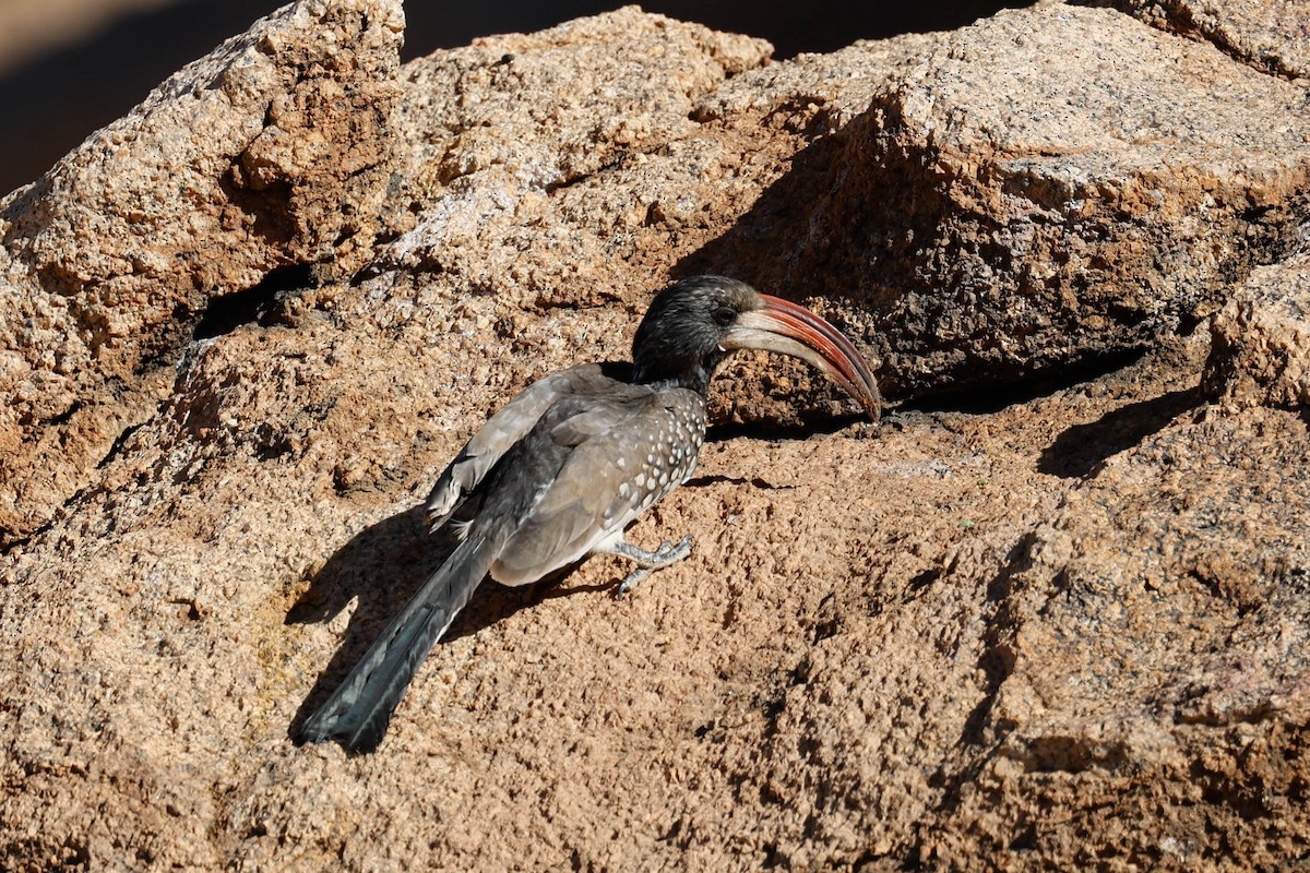 Monteiro's Hornbill - ML637724002
