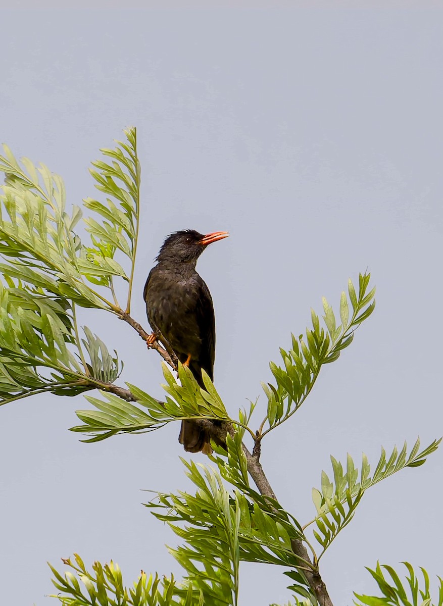 Square-tailed Bulbul - ML637724043