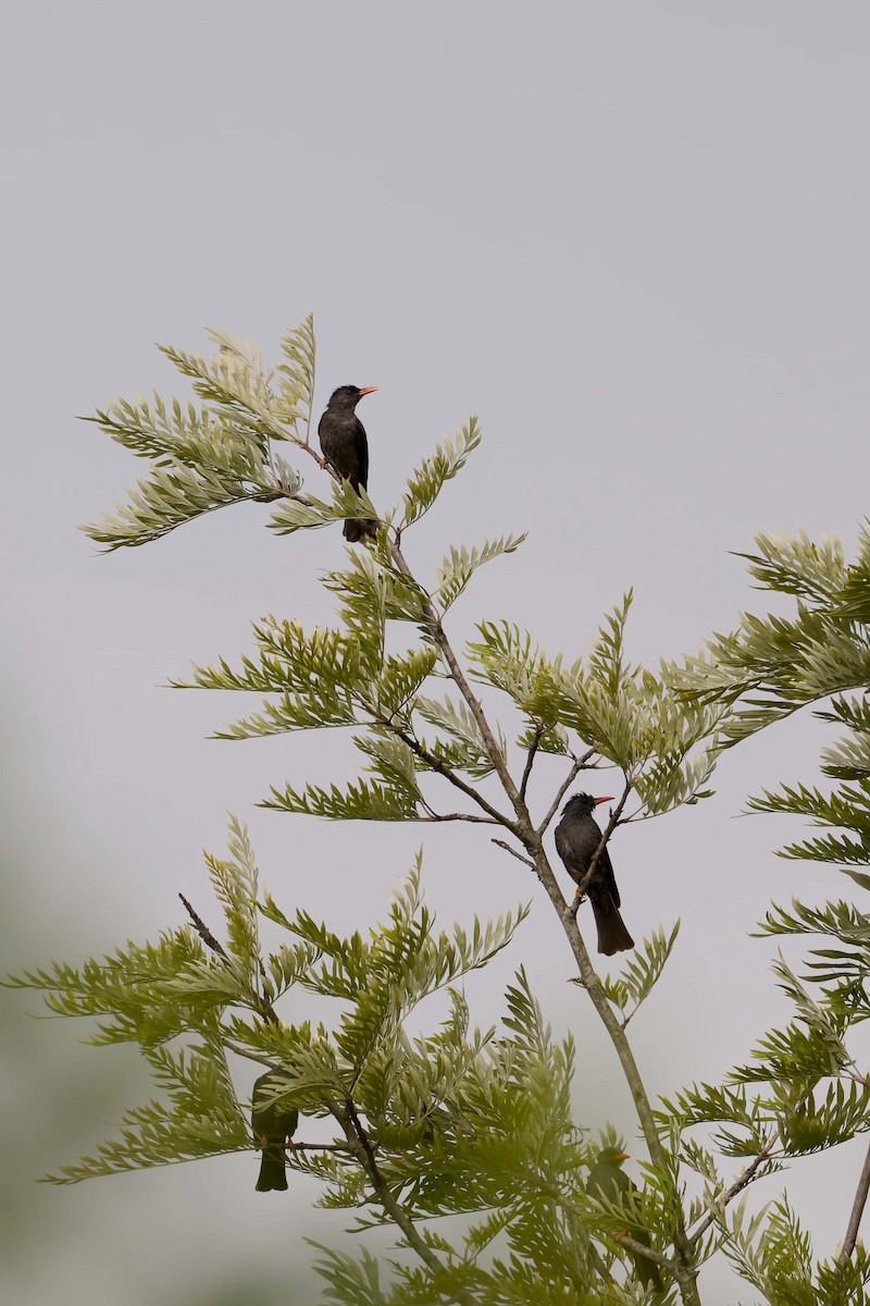 Square-tailed Bulbul - ML637724052