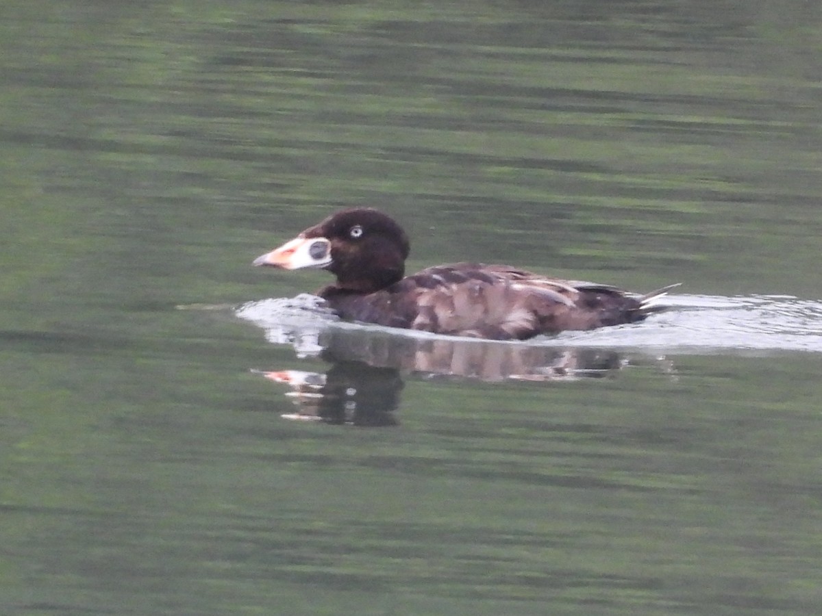 Surf Scoter - ML637724056
