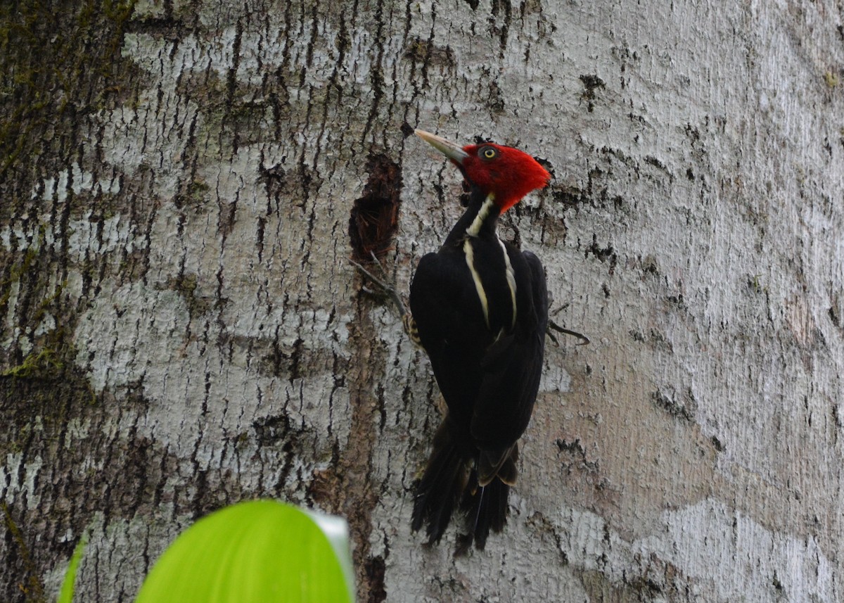 Pale-billed Woodpecker - ML637724062