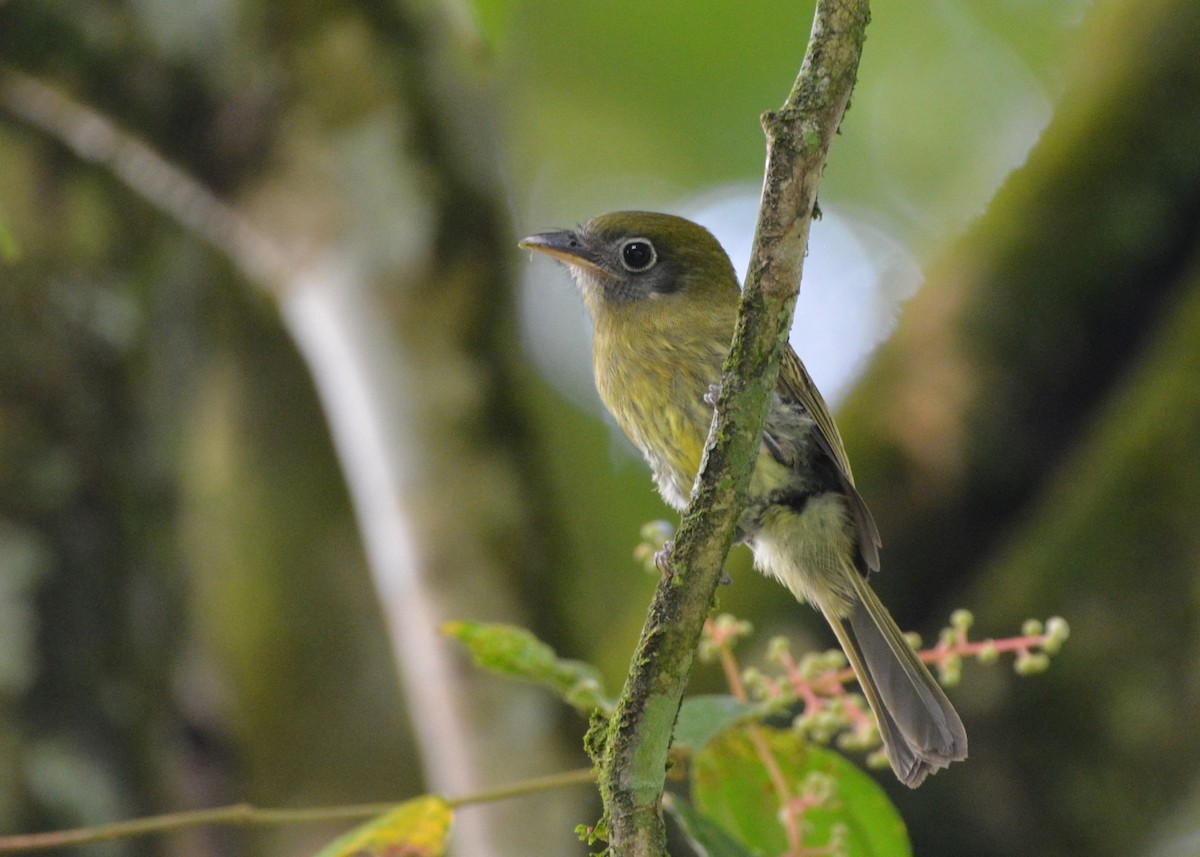 Eye-ringed Flatbill - ML637724070