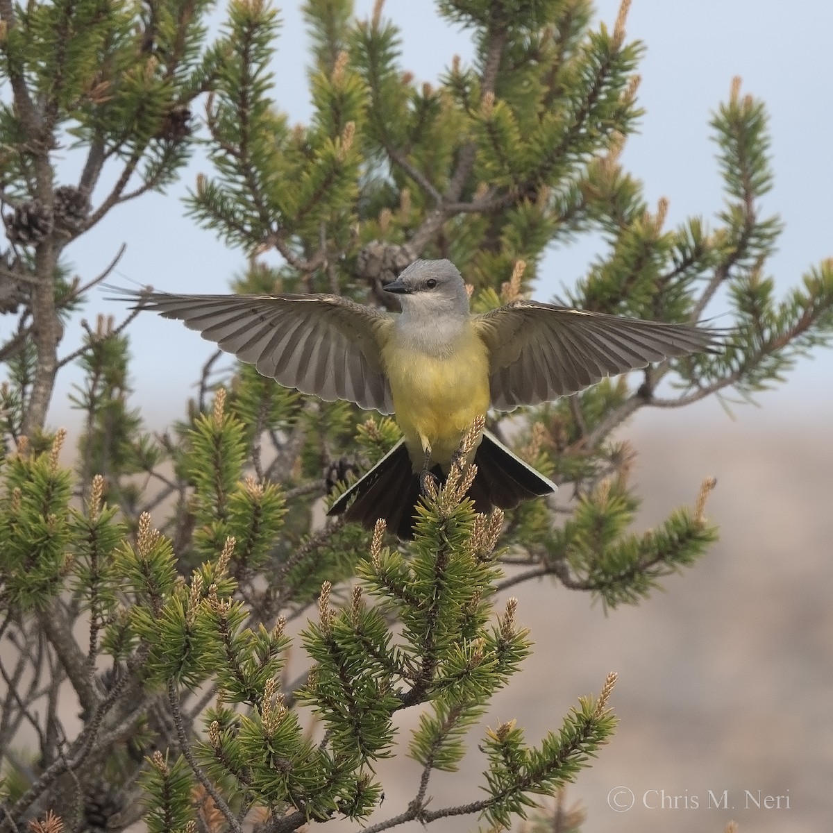 Western Kingbird - ML637724103
