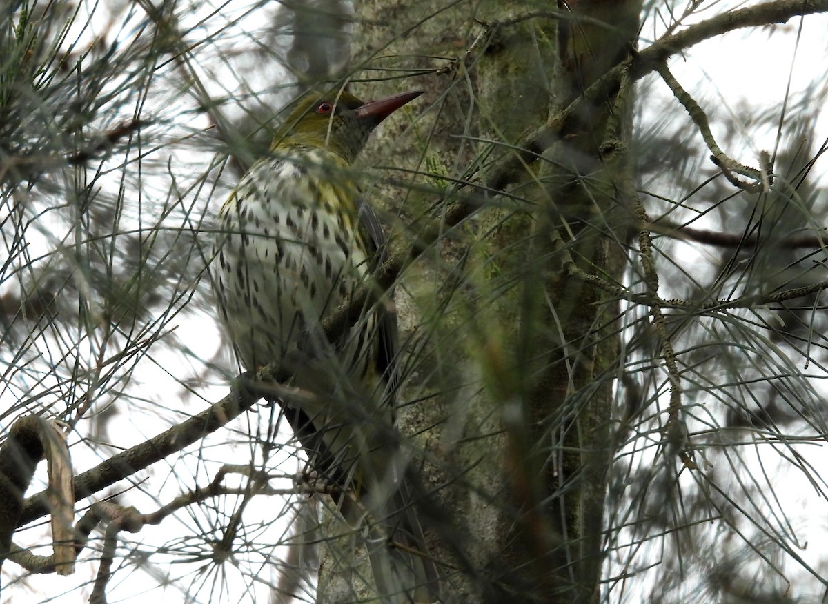 Olive-backed Oriole - ML637724140