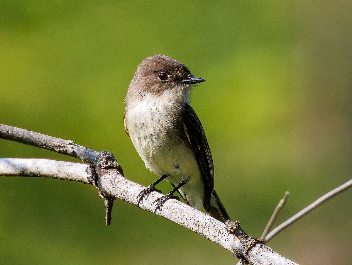 Eastern Phoebe - ML637724144