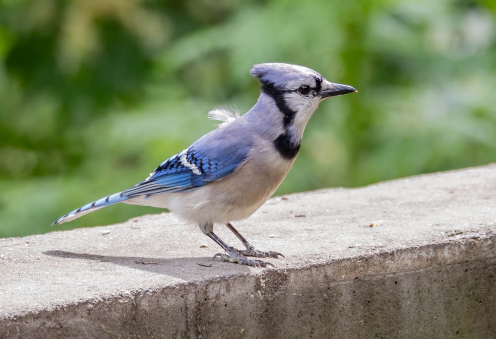 Blue Jay - ML637724150