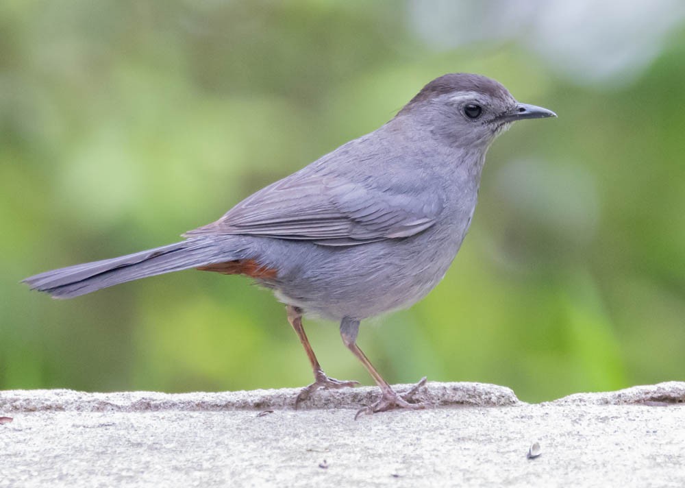 kattespottefugl - ML637724156