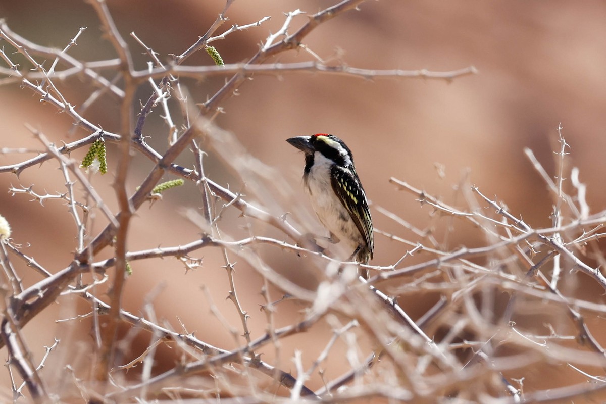 Pied Barbet - ML637724182