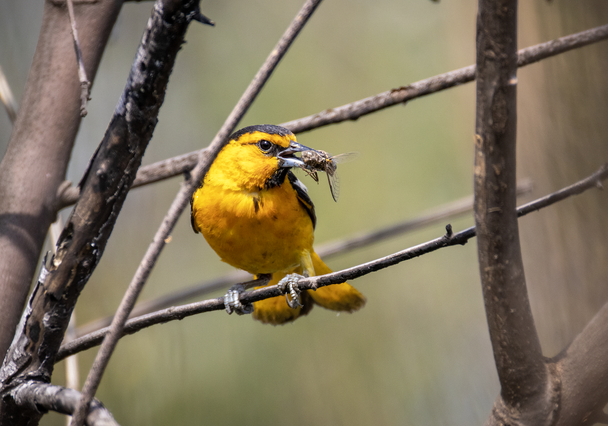 Bullock's Oriole - ML637724281