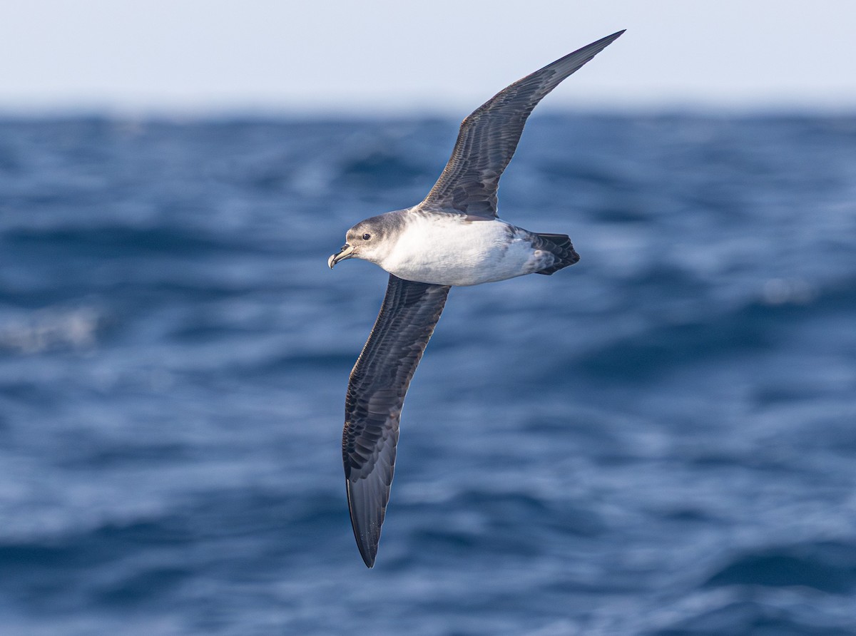 Gray Petrel - ML637724306