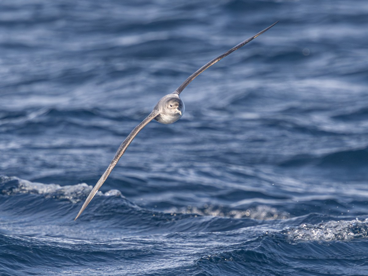 Gray Petrel - ML637724308