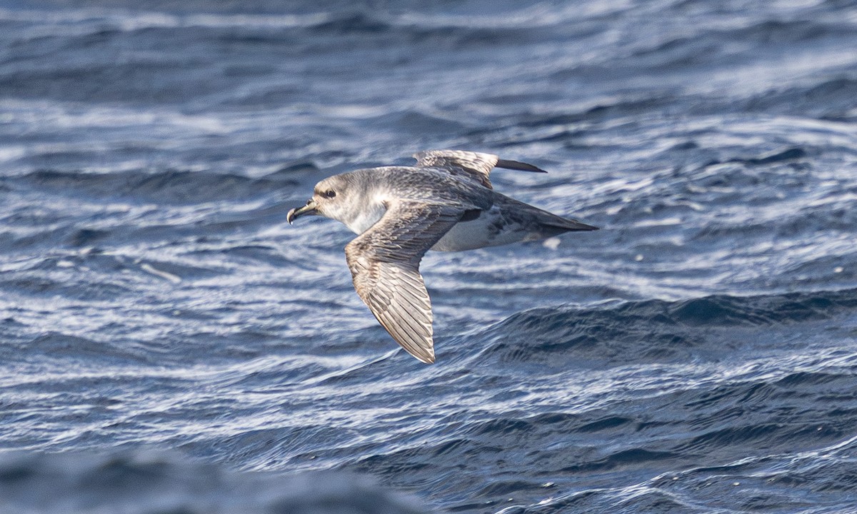 Gray Petrel - ML637724309