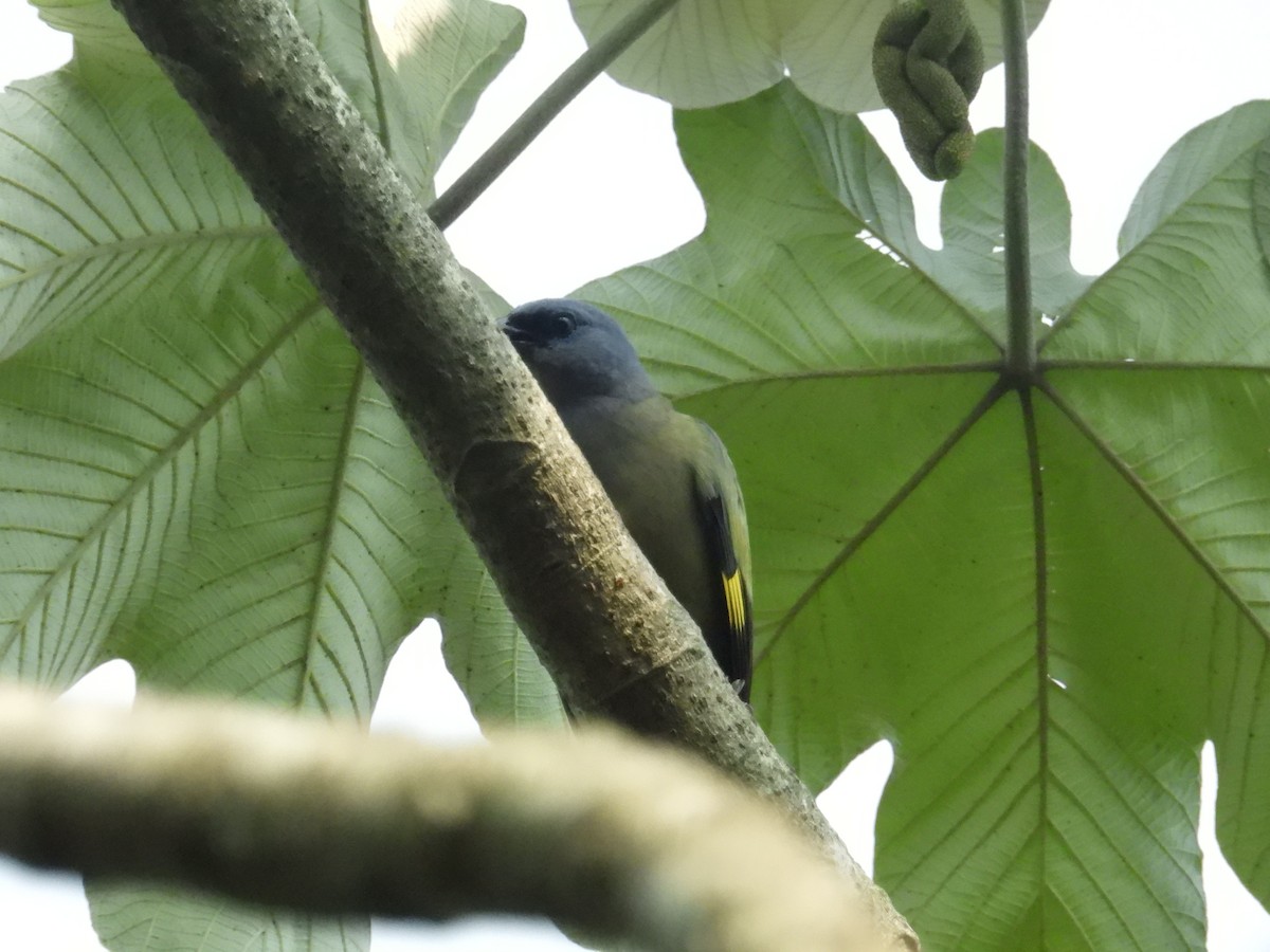 Tangara Aliamarilla - ML637724317