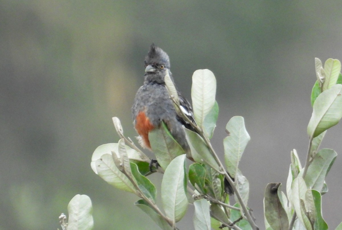 Peruvian Plantcutter - ML637724472