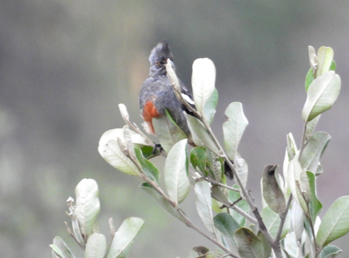 Peruvian Plantcutter - ML637724474