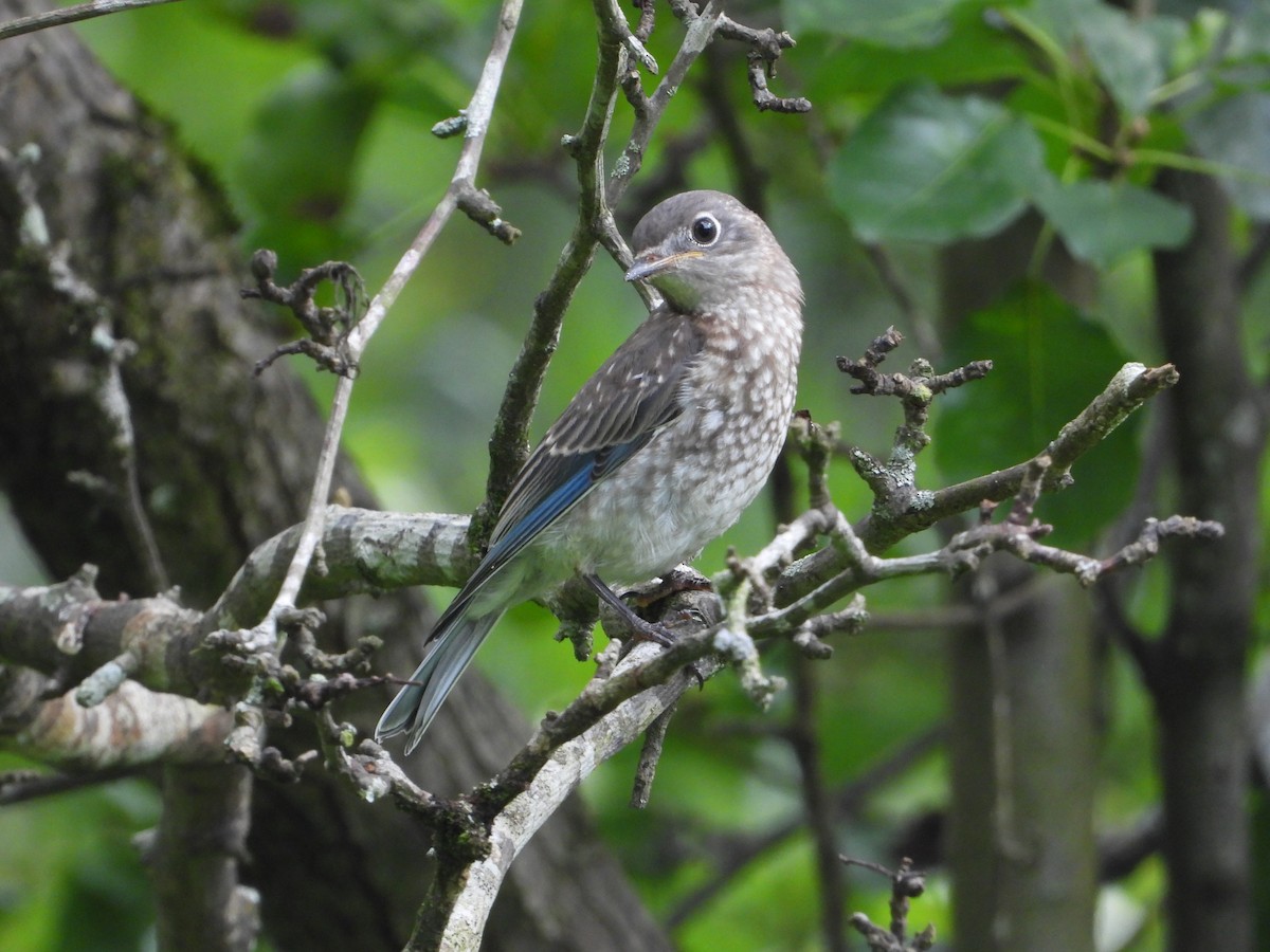 Eastern Bluebird - ML637724481