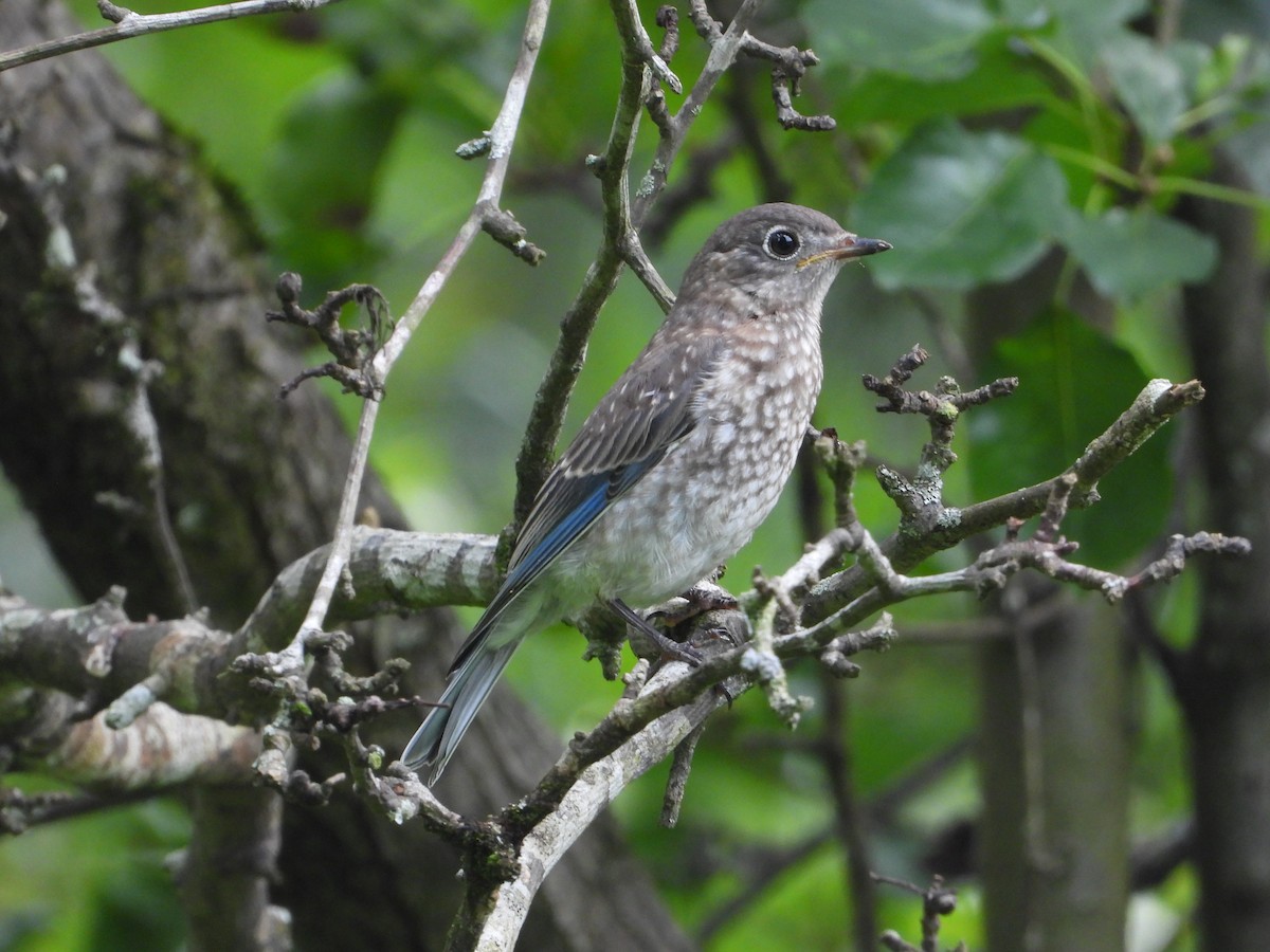 Eastern Bluebird - ML637724493
