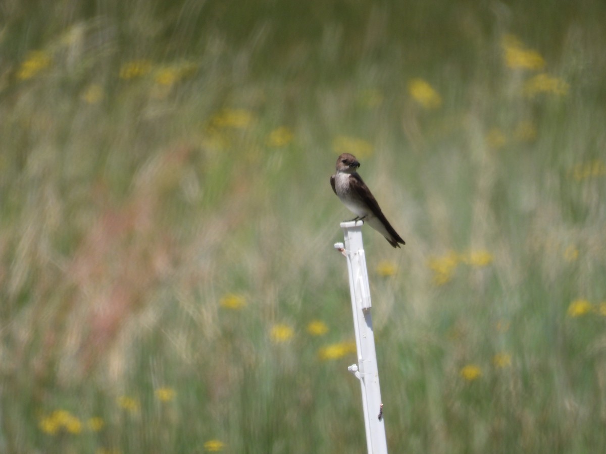 Northern Rough-winged Swallow - ML637724515