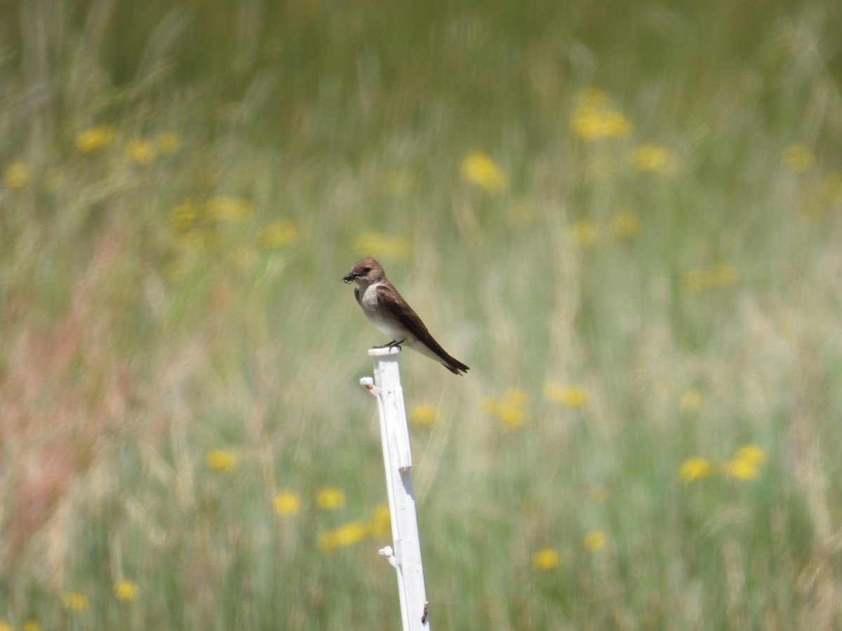 Northern Rough-winged Swallow - ML637724519