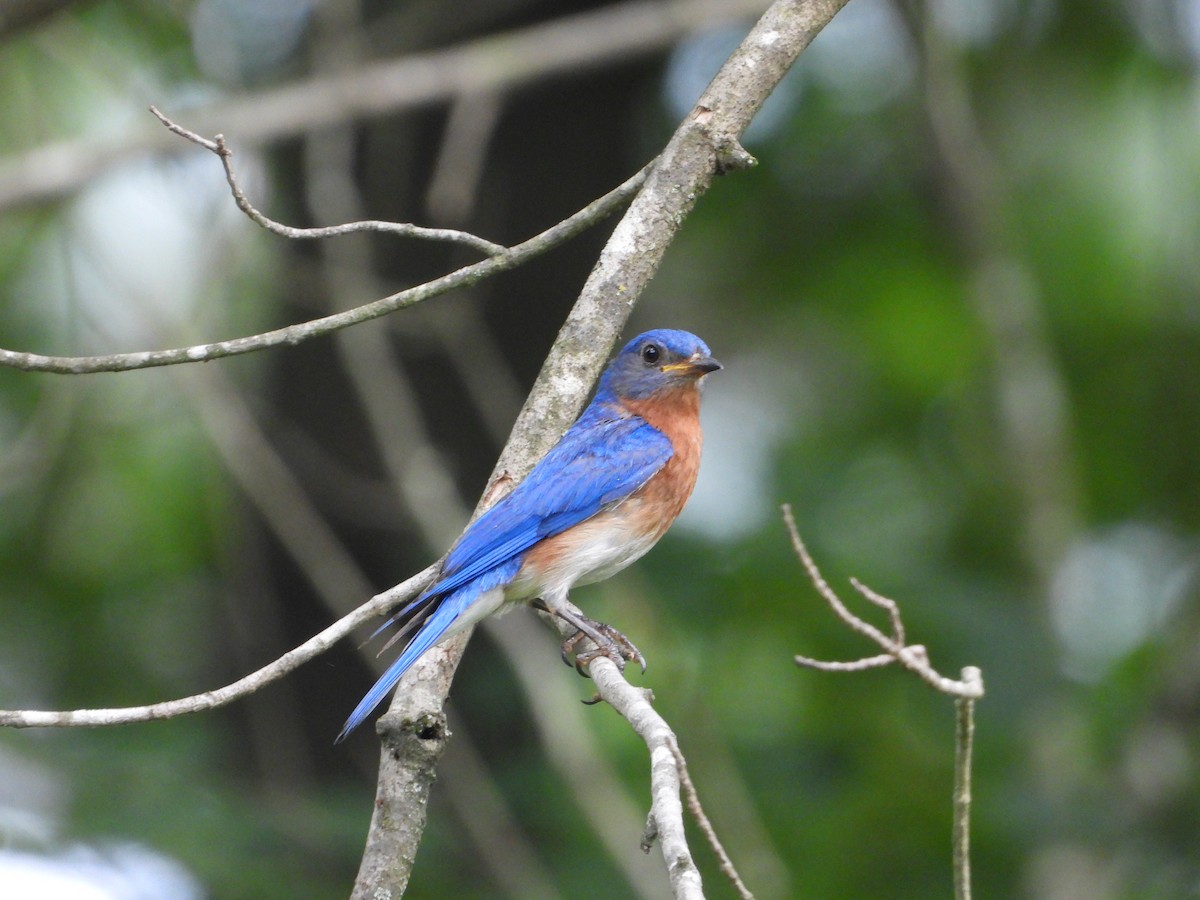 Eastern Bluebird - ML637724531