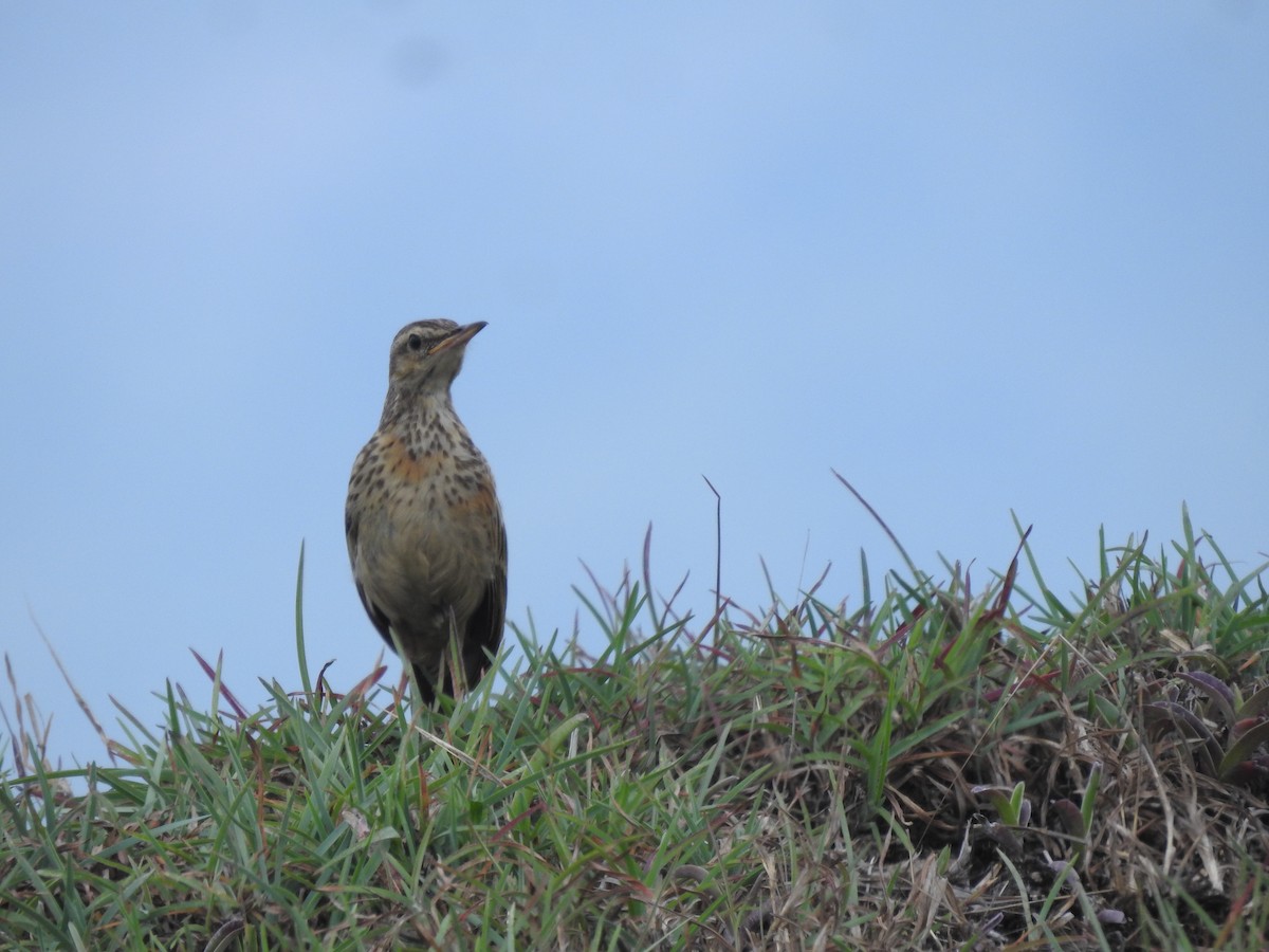 Long-billed Pipit - ML637724555
