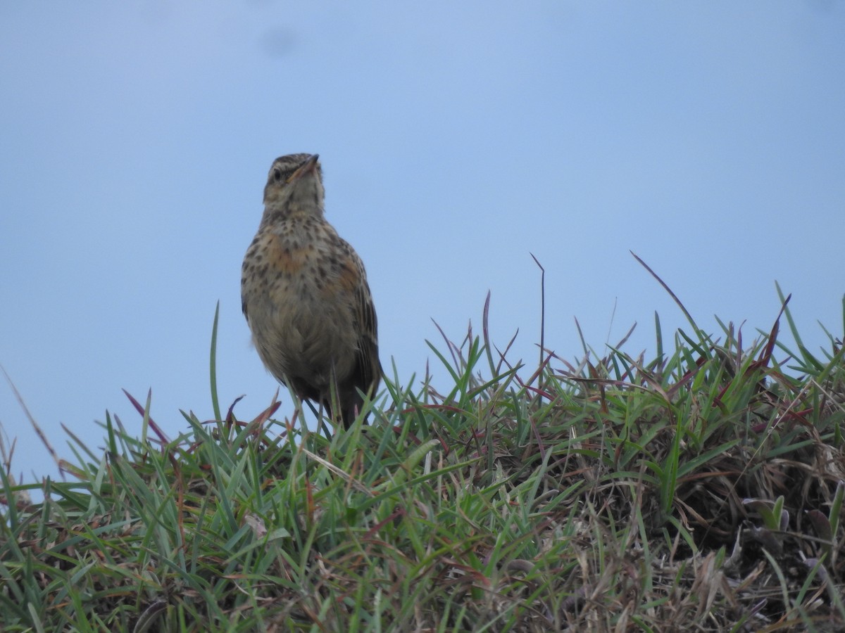 Long-billed Pipit - ML637724556