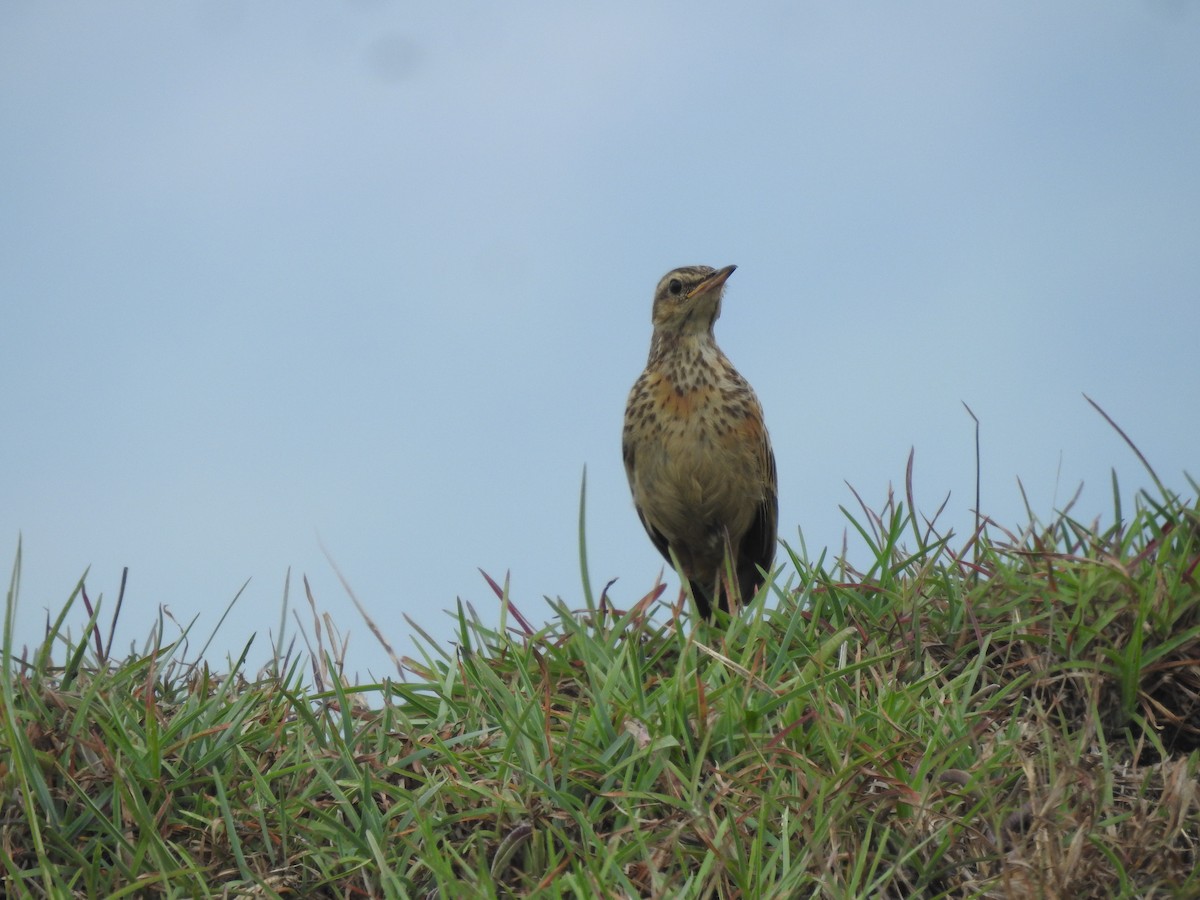 Long-billed Pipit - ML637724557