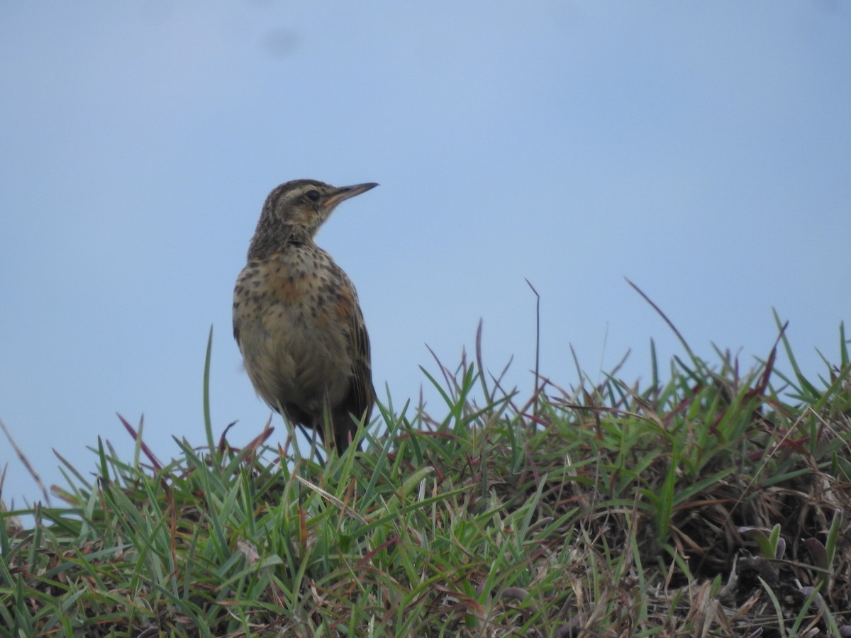 Long-billed Pipit - ML637724558